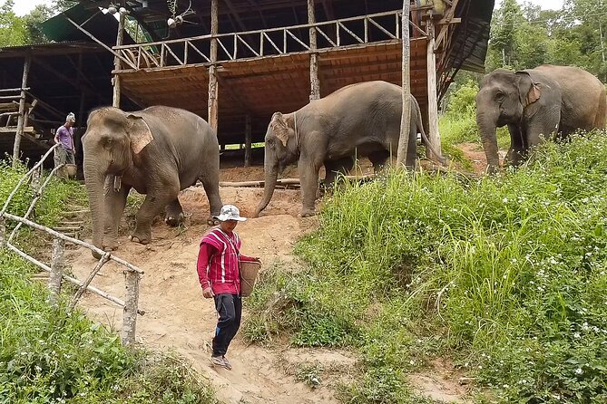 Half Day: Elephant Village Sanctuary - Cooling Off at the Miniature Waterfall