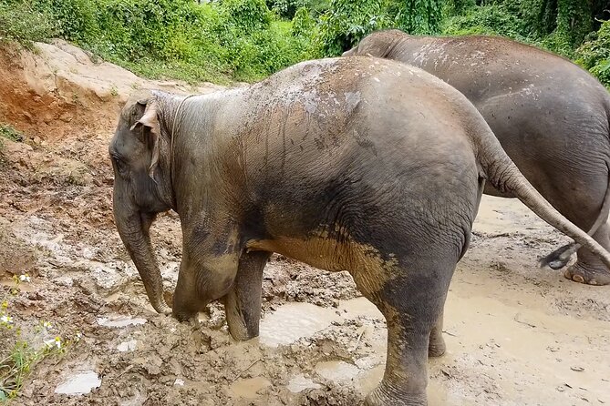 Half Day: Elephant Village Sanctuary - Forest Trekking in Chiang Mai