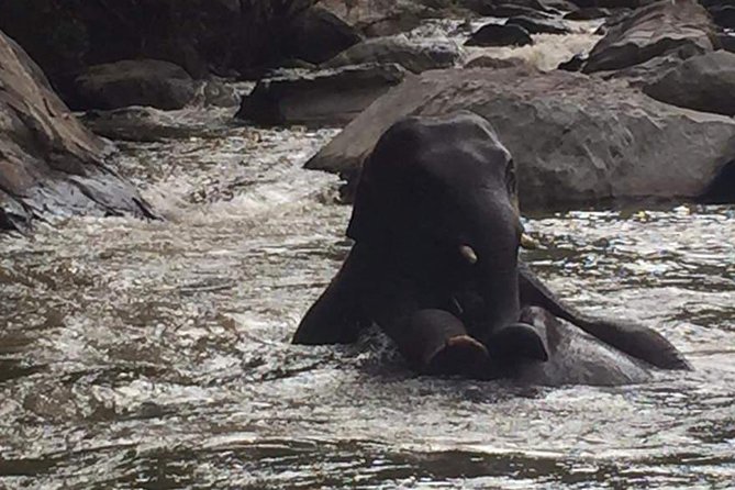 Half day Elephants in Nature Experience (Morning) - Leaving Chiang Mai for the elephant camp