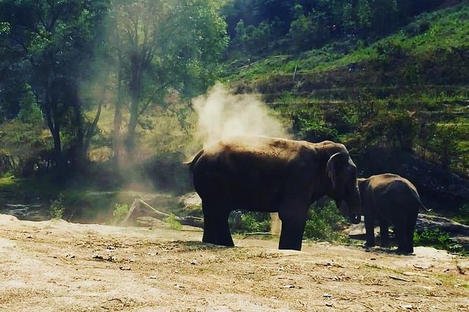 Half day Elephants in Nature Experience (Morning) - Lunch, group size, and the value of the price