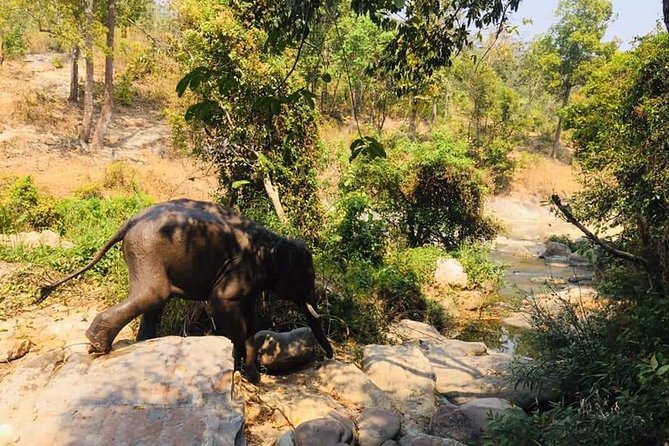 Half day Elephants in Nature Experience (Morning) - Bathing the elephants and joining their daily routine