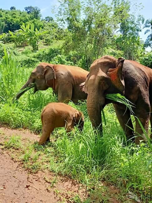 Half-day with CHIANGMAI ELEPHANT CARE program (12pm-6pm.) - The noon hotel pickup and drive to Mae Taeng