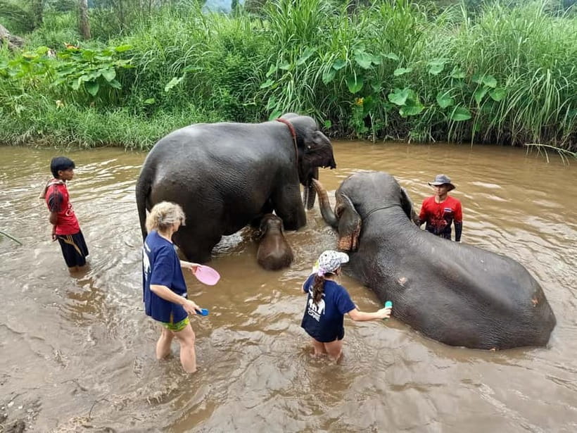 Half-day with CHIANGMAI ELEPHANT CARE program (12pm-6pm.) - Feeding elephants at close range