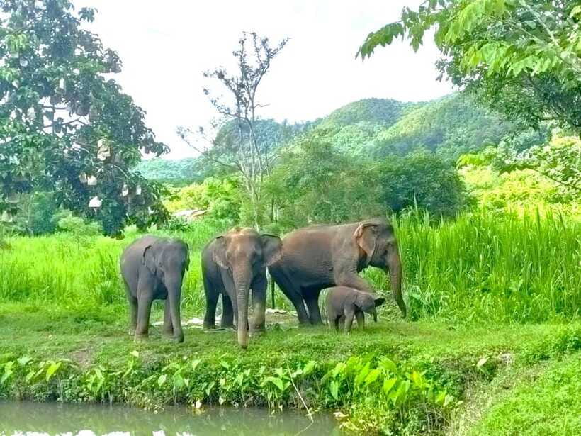 Half-day with CHIANGMAI ELEPHANT CARE program (12pm-6pm.) - Showers, changing rooms, and the trip back