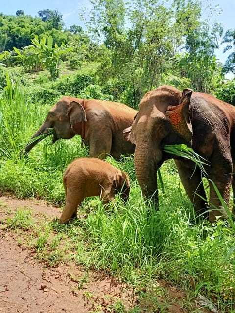 Half-day with CHIANGMAI ELEPHANT CARE program (12pm-6pm.) - Who should choose this elephant program