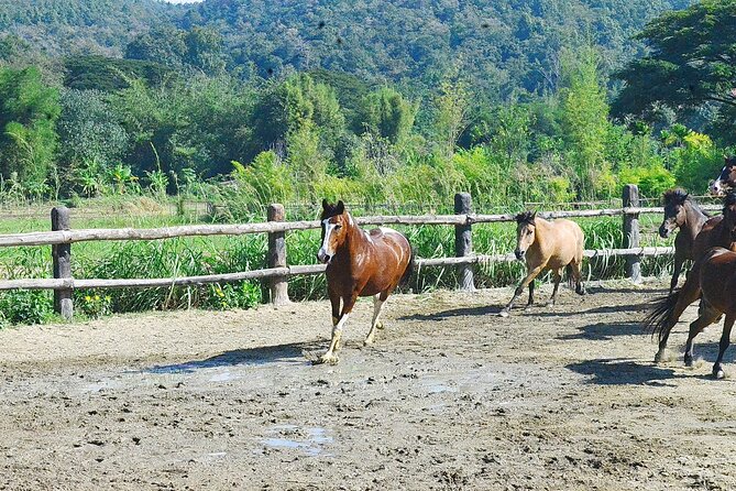 Horse Lesson+Riding+Wat Tonkwen wooden temple.Chiangmai - A smooth four-hour plan from Chiang Mai