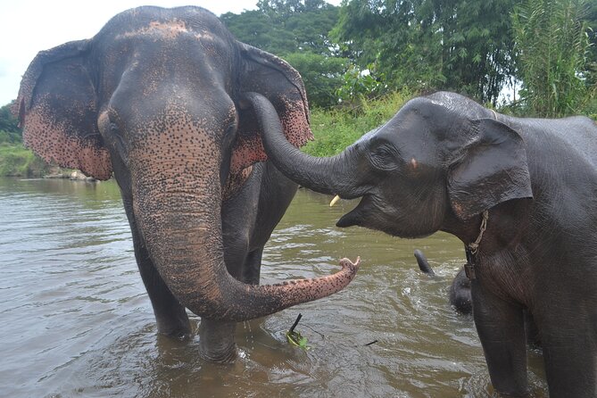 Inthanon Heaven Trail(Living Green Elephant Sanctuary) - The 7:00 a.m. pickup and long road south