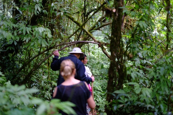 Inthanon Small-Group with Kew Mae Pan Trail from Chiang Mai include Lunch - Royal Project gardens and a fresh Thai lunch