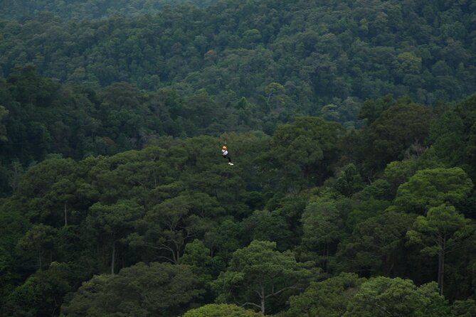 Jungle Flight Zipline Roller Coaster - Fifteen lines with a useful change of pace