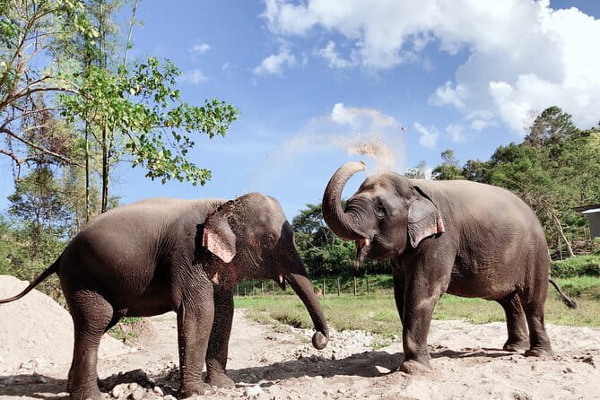 Local Farming Experience in Chiang Mai, Thailand - A farm lunch after the muddy work