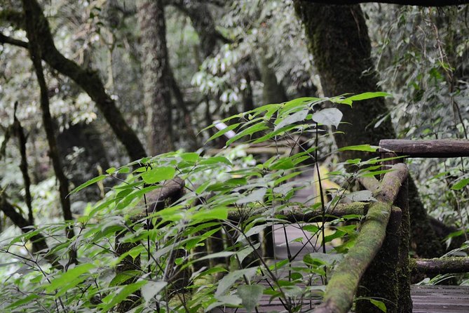 Mount Doi Inthanon Hiking & Bird Watching - Why Doi Inthanon is worth the early alarm