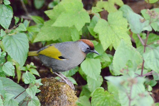 Mount Doi Inthanon Hiking & Bird Watching - Who will enjoy this Doi Inthanon day trip