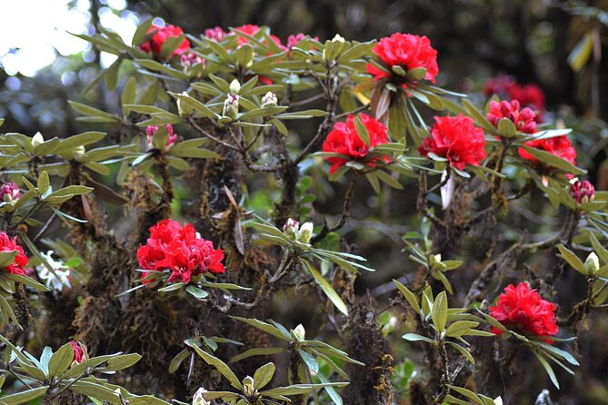 Mount Doi Inthanon National Park Sunrise and Hiking - Weather, crowds, and backup plans