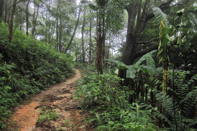 No.1 Chiang Mai: Advanced XC Downhill Biking, Doi Suthep N. Park - Timing, clothing, and preparation