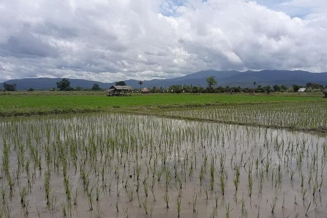 "No.1 Chiang Mai: Leisure Bicycle Ride to Lake Huay Tueng Tao" - City traffic before the rice fields