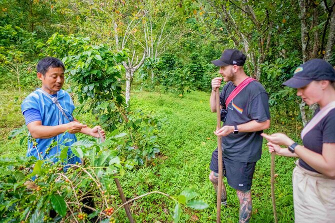 Off the Map Chiang Mai Jungle Coffee Trek Roast and Brew - What $123.87 covers
