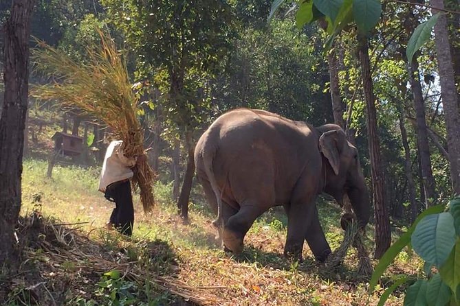 One day Elephants in Nature Experience & Grand Canyon Jumping - Key points at a glance