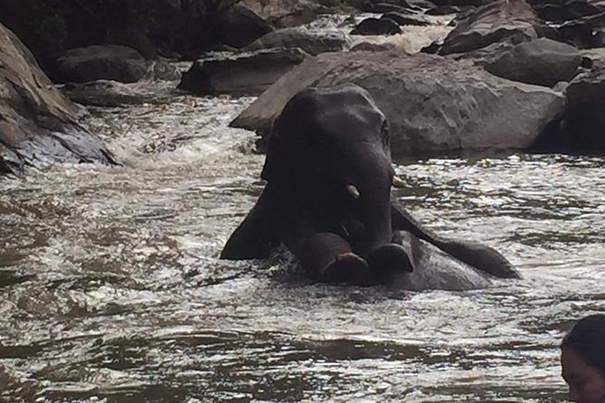 One day Elephants in Nature Experience & Grand Canyon Jumping - From Chiang Mai streets to open countryside