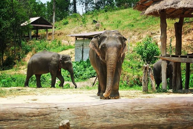 One day Elephants in Nature Experience & Grand Canyon Jumping - Five hours at Grand Canyon Chiangmai