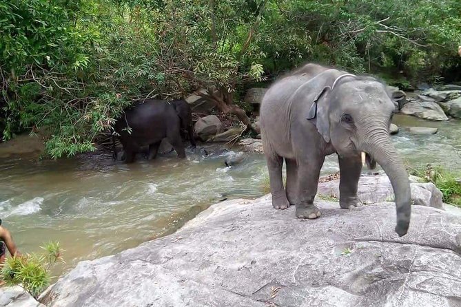 One day Elephants in Nature Experience & Grand Canyon Jumping - The best reasons to book, and the reasons to pause