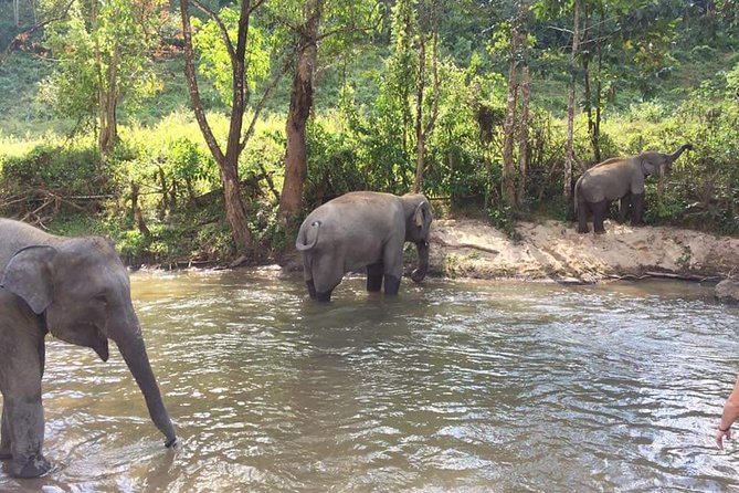 One day Elephants in Nature Experience & Grand Canyon Jumping - Meeting elephants in their natural habitat