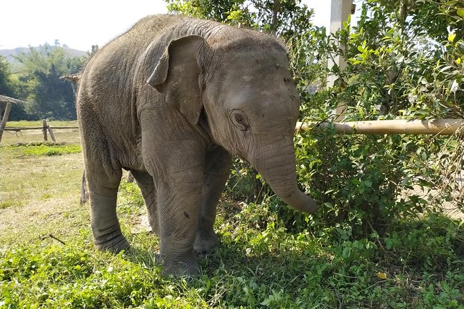 One Day Hiking and Elephant experience by Chiang Mai Elephant Home - The 8:00 to 8:30 pickup from Chiang Mai