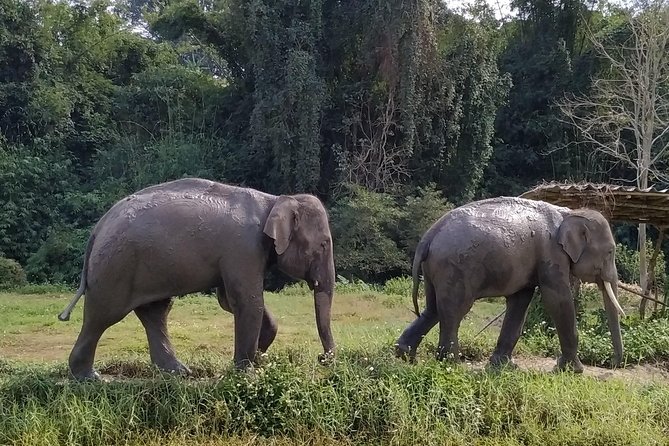 One Day Hiking and Elephant experience by Chiang Mai Elephant Home - Swimming at the waterfall