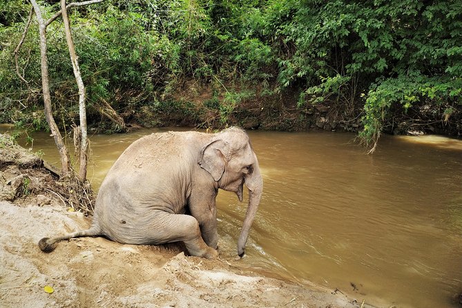 One Day Hiking and Elephant experience by Chiang Mai Elephant Home - Meeting the elephants at Chiang Mai Elephant Home