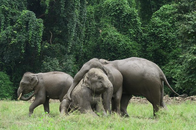 One Day Hiking and Elephant experience by Chiang Mai Elephant Home - Lunch, uniforms, water, and what is included