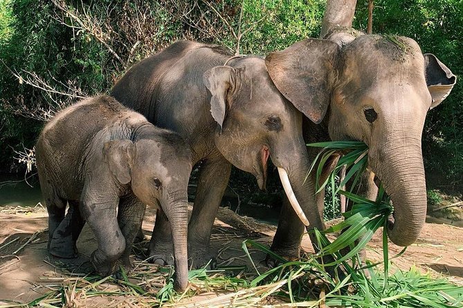 One Day Hiking and Elephant experience by Chiang Mai Elephant Home - Who will enjoy this day most?