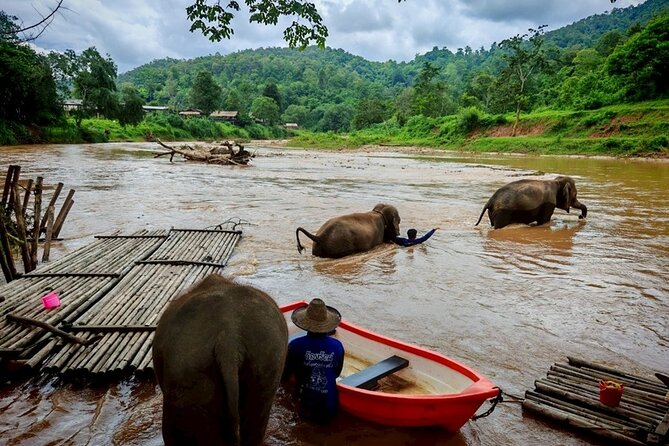Private 3 Day Chiang Mai and Chiang Rai Tour - Day one: climbing Buatong and meeting elephants