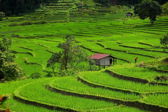 Private: 3 days 2 night trip: ChaingMai-Chaingrai- The Golden Triangle trip - Day two joins temples, caves, and the Mae Kok River