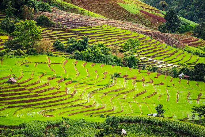 Private Program Discovery Chiang Mai - Half/Full day / Night tour - Choosing between the Night Bazaar and Tha Pae Walking Street
