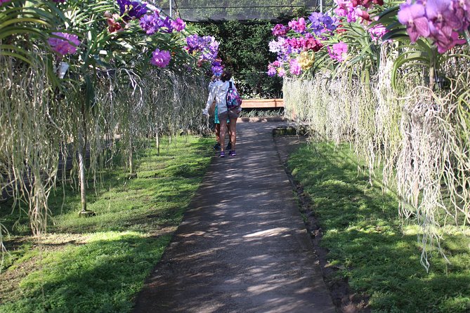 Private tour] Perfect day! Sticky waterfall + ChiangDao Cave + Wat BandenTemple - Sticky Waterfall, the day’s most unusual stop