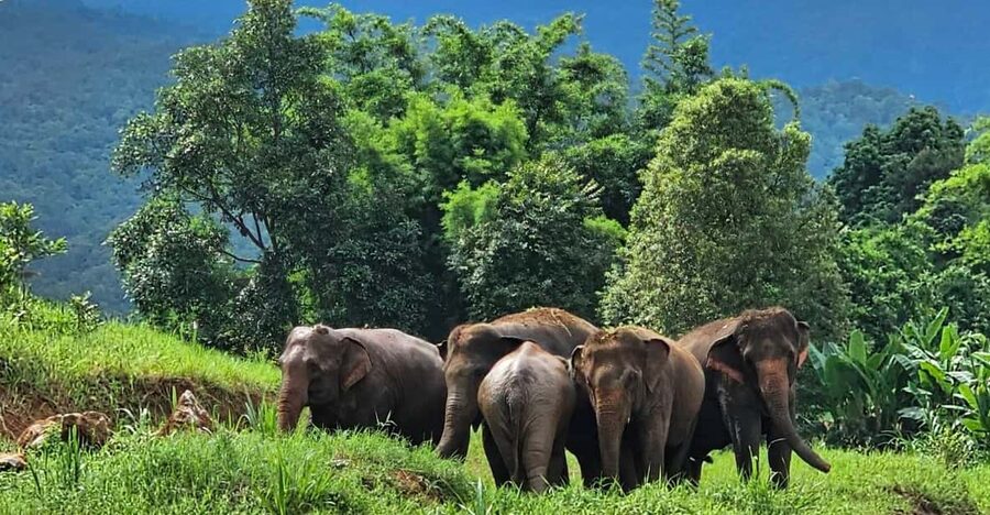Rantong elephant sanctuary Chiangmai - FAQ