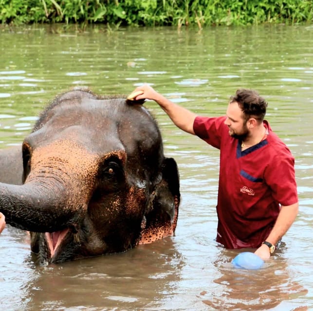 Rantong elephant sanctuary Chiangmai - Walking among elephants instead of riding them