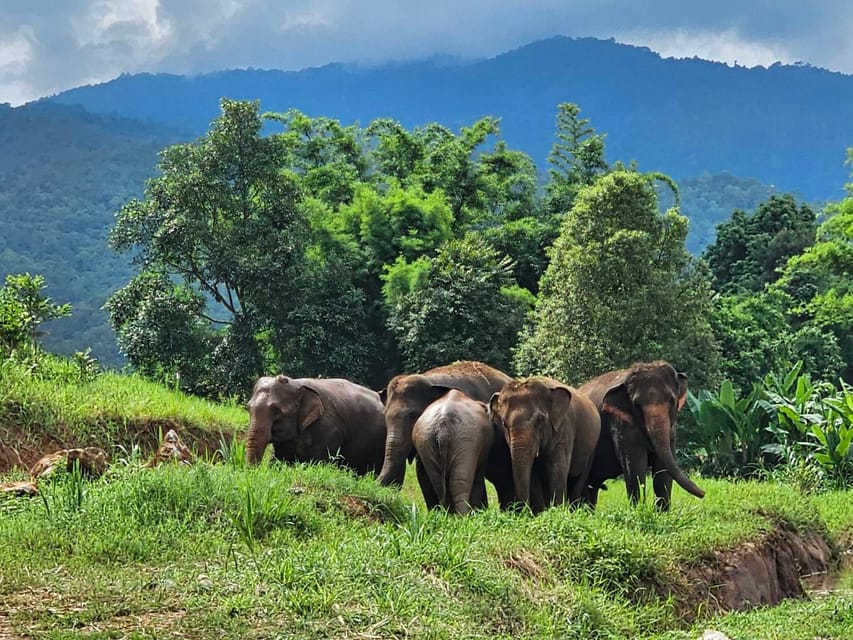 Rantong elephant sanctuary Chiangmai - Feeding elephants and learning their personalities