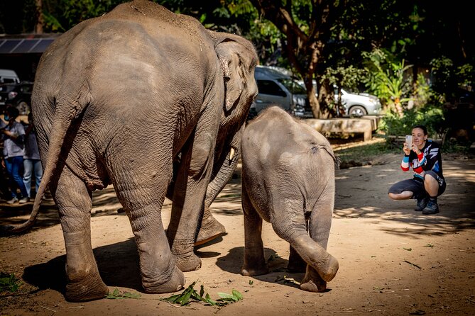 Scooter Adventure with elephants, views and FUN drive yourself - Who will enjoy this, and who should think twice