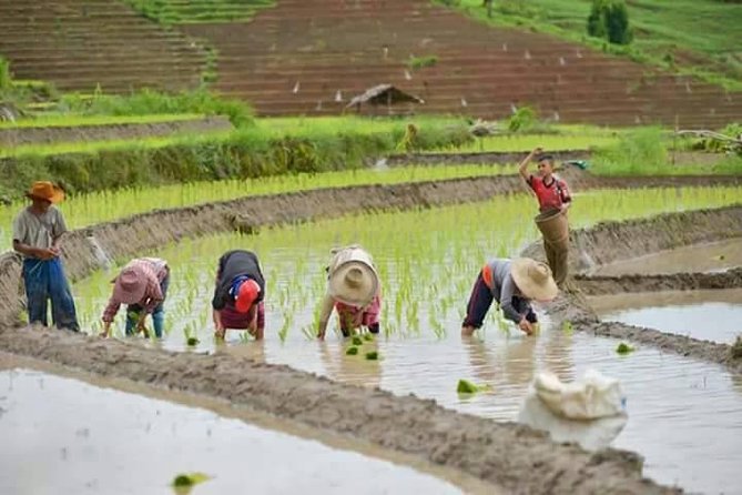Wow! Doi Inthanon National Park Adventure, Lunch & Entry Included - Lunch in the hills, with vegetarian food available